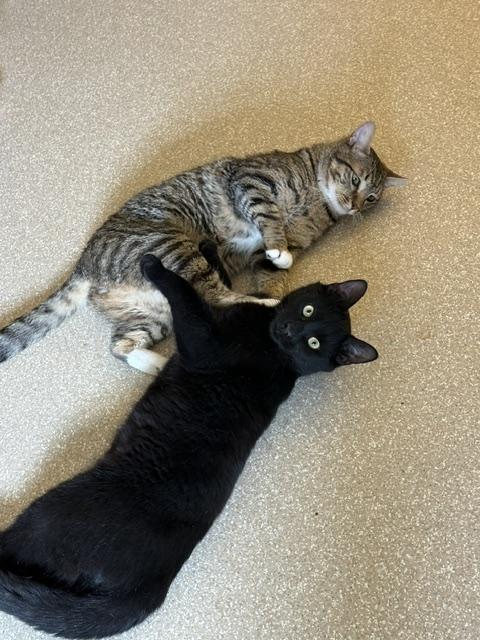 Enlarge Hardy, a ADOPTABLE Domestic Short Hair in Salisbury, MA image 5/6