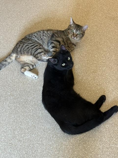 Enlarge Hardy, a ADOPTABLE Domestic Short Hair in Salisbury, MA image 6/6