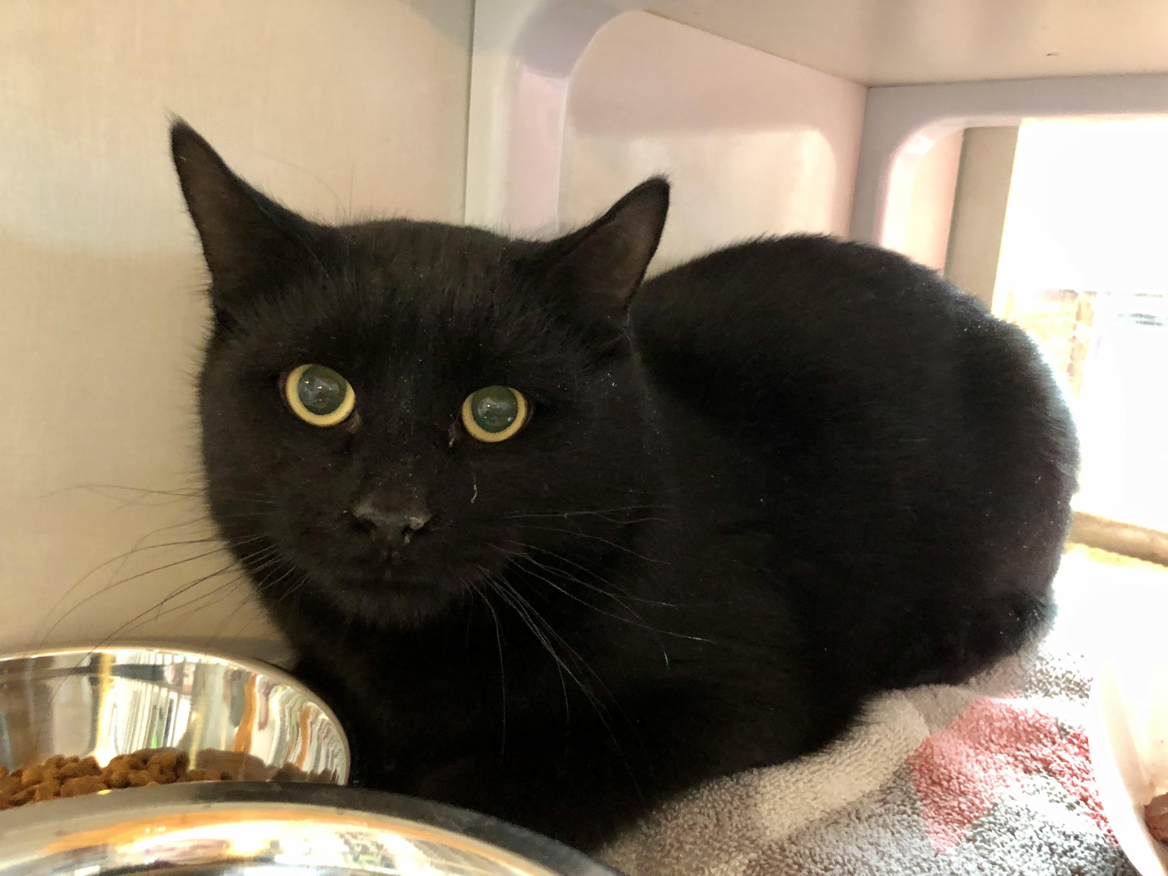 Hardy, a ADOPTABLE Domestic Short Hair in Salisbury, MA image 3/5