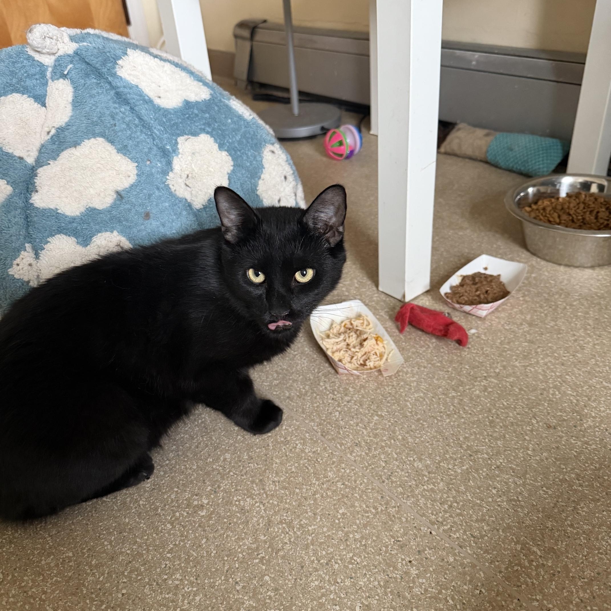 Hardy, ADOPTABLE, Kitten Male Domestic Short Hair.