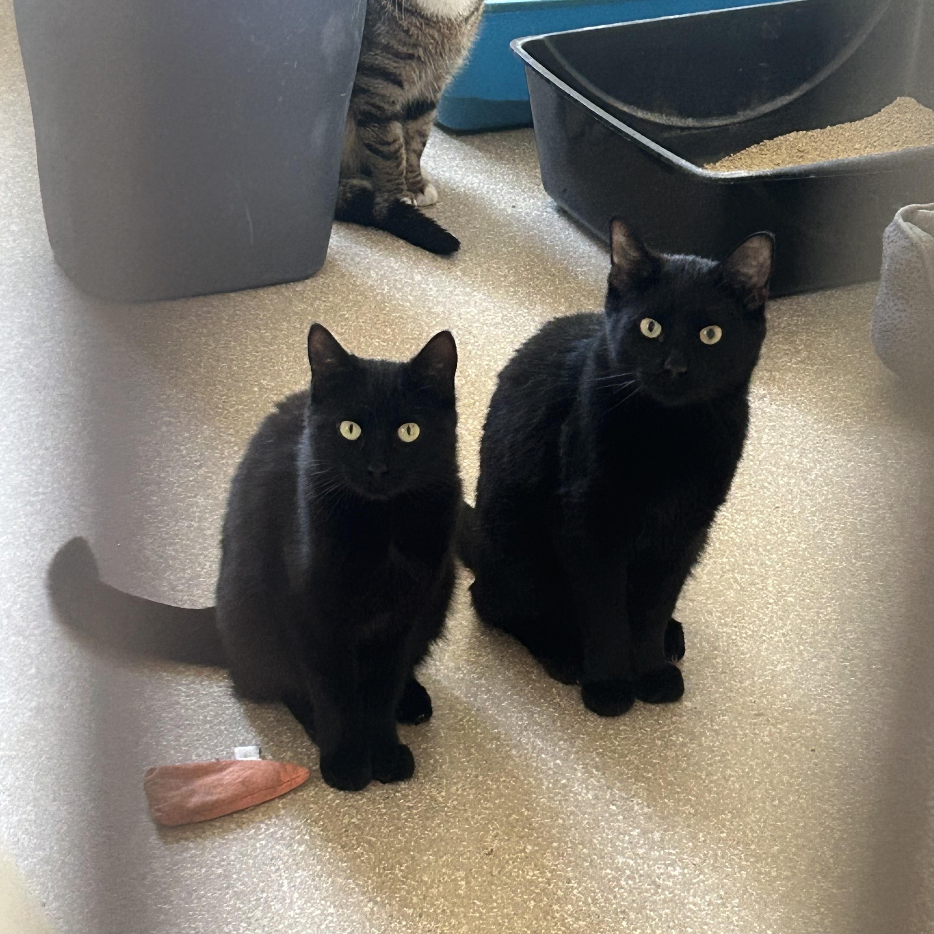 Hardy, a ADOPTABLE Domestic Short Hair in Salisbury, MA image 6/6