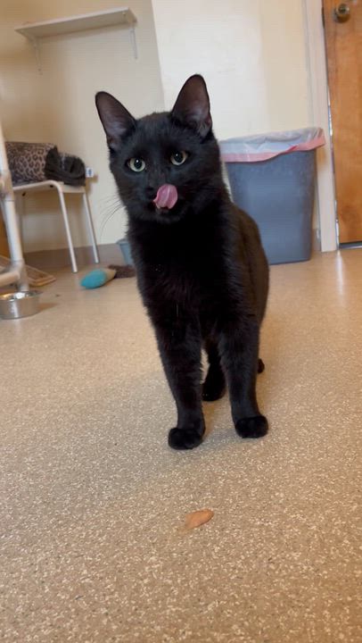 Enlarge Hardy, a ADOPTABLE Domestic Short Hair in Salisbury, MA video 4/6