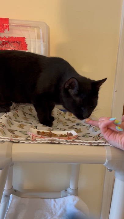 Enlarge Hardy, a ADOPTABLE Domestic Short Hair in Salisbury, MA video 2/6