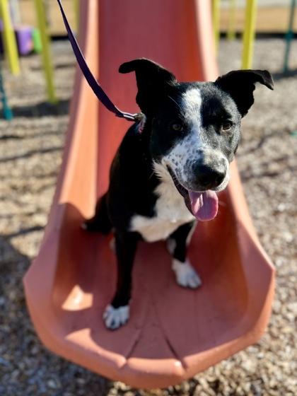 Jerry, Adoptable, Young Male Border Collie & Mixed Breed.