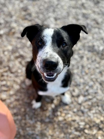 Enlarge Jerry, a Adoptable mixed breed in Picayune, MS image 3/3