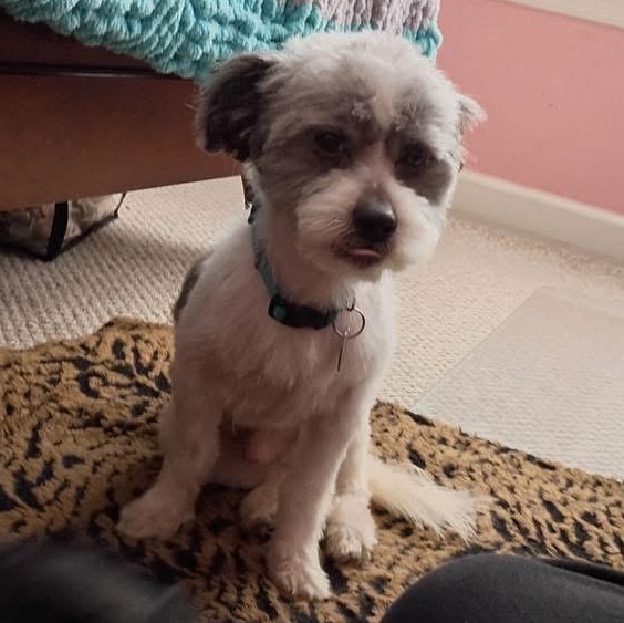 Enlarge George, a ADOPTABLE mixed breed in Norfolk, VA image 1/1