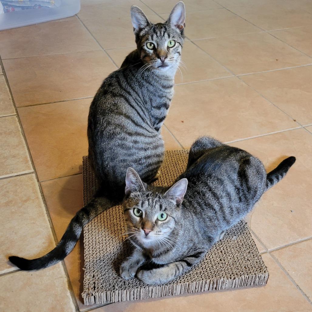 Enlarge BONDED PAIR Yogi and Boo Boo, a Adoptable Domestic Short Hair in Fenton, MI image 1/1