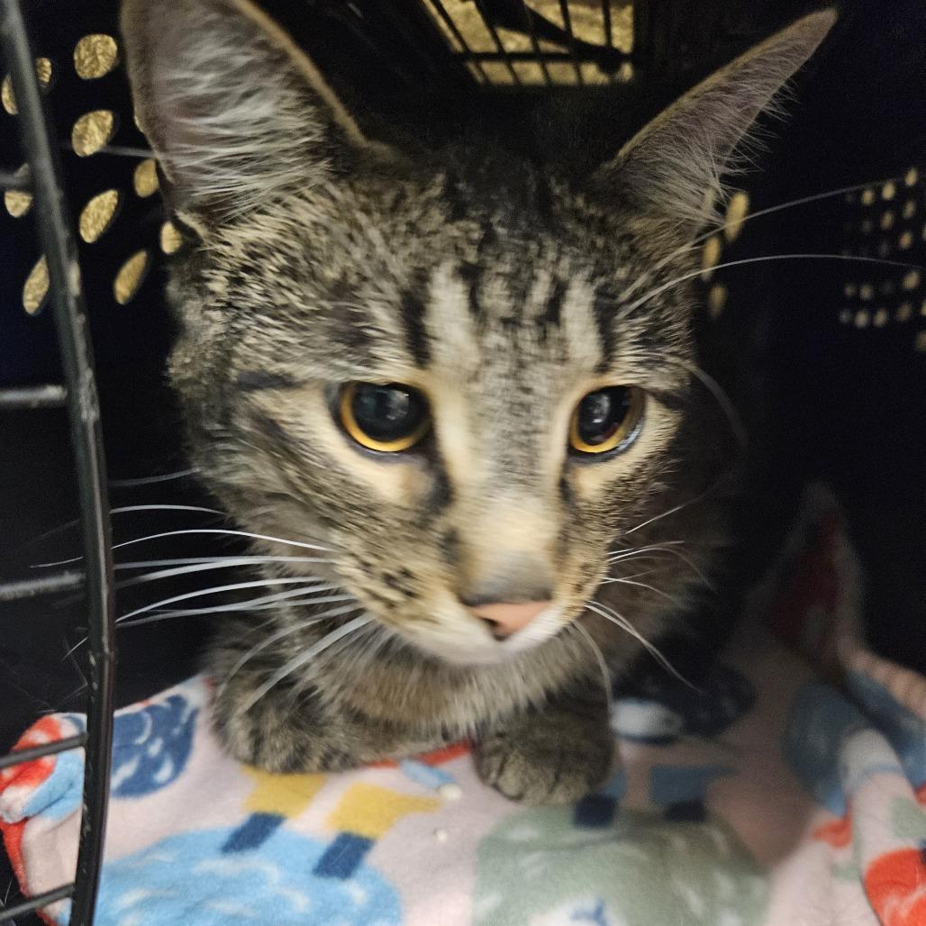 Enlarge Groot, a Adoptable Domestic Short Hair in Saint Cloud, MN image 1/6