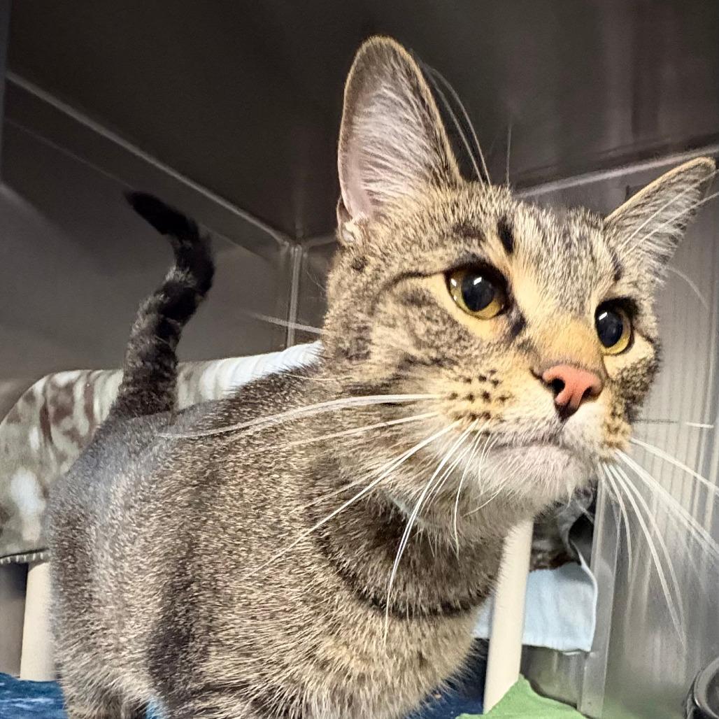 Enlarge Groot, a Adoptable Domestic Short Hair in Saint Cloud, MN image 2/6