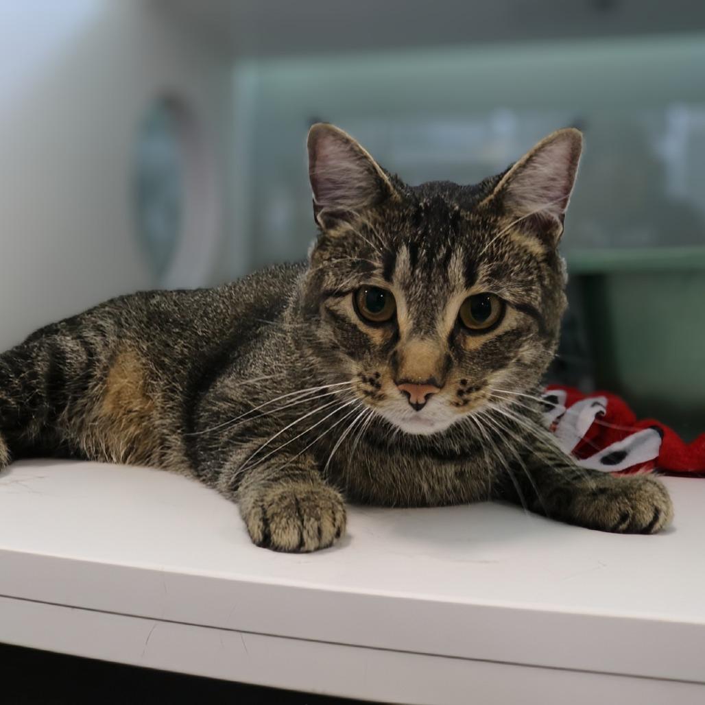 Enlarge Groot, a Adoptable Domestic Short Hair in Saint Cloud, MN image 3/6