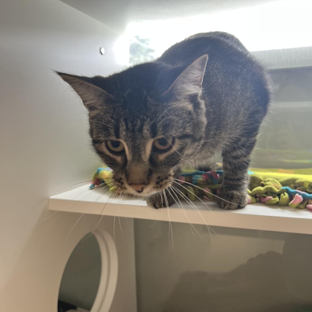 Enlarge Groot, a Adoptable Domestic Short Hair in Saint Cloud, MN image 4/6
