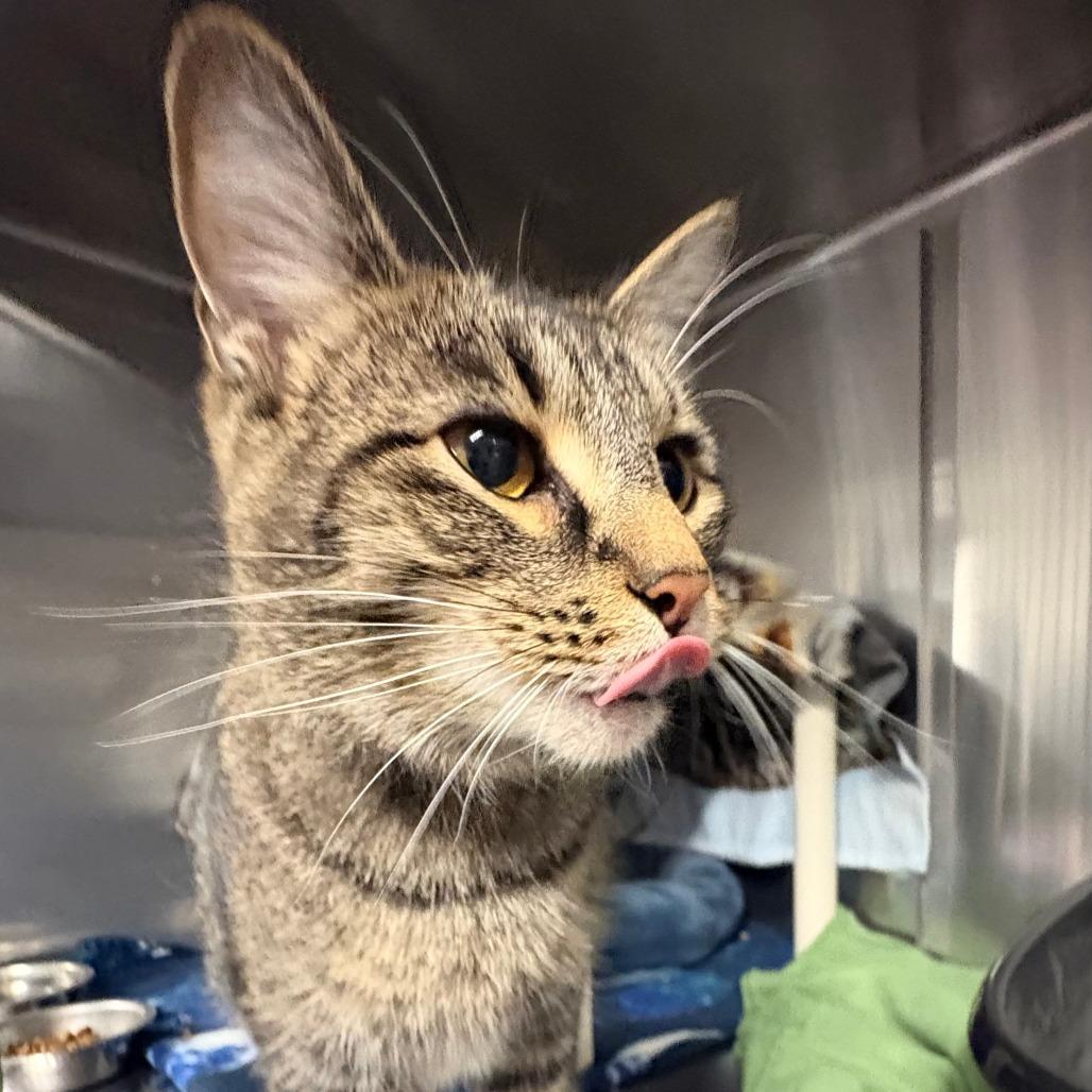 Enlarge Groot, a Adoptable Domestic Short Hair in Saint Cloud, MN image 5/6