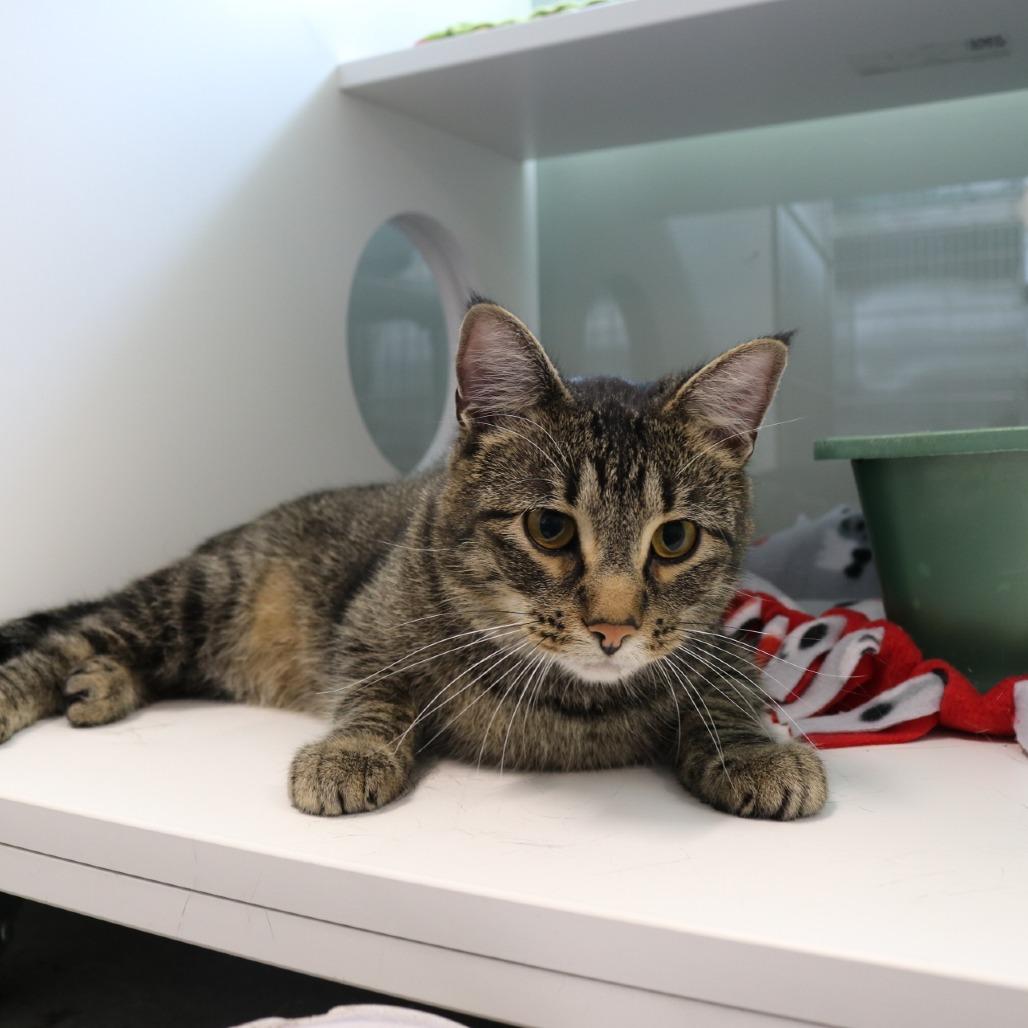 Enlarge Groot, a Adoptable Domestic Short Hair in Saint Cloud, MN image 6/6