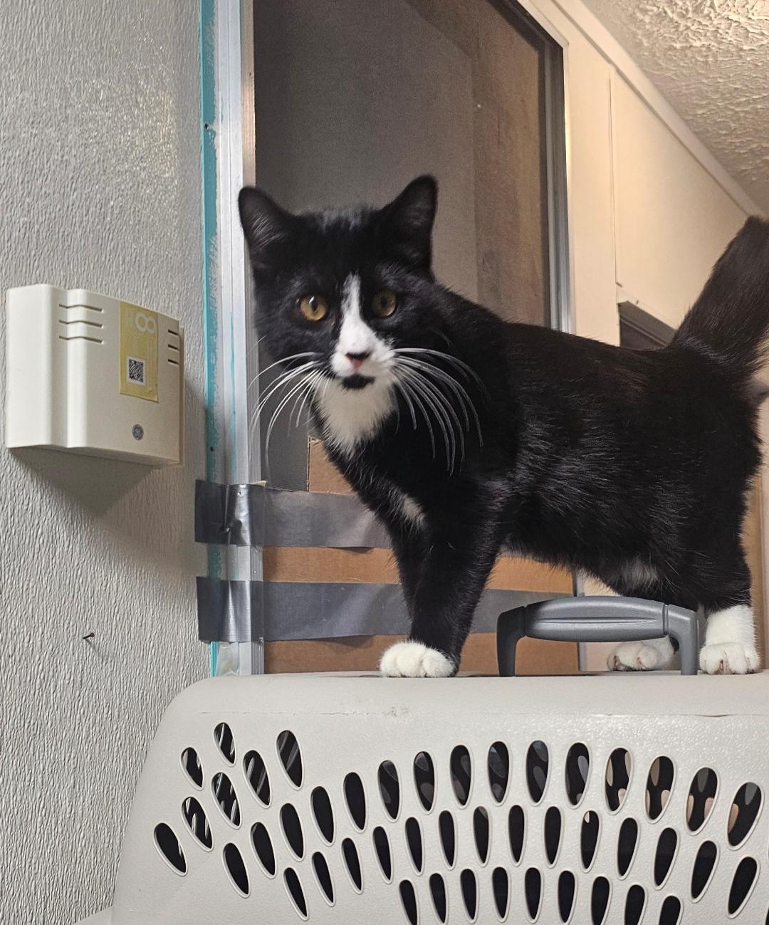 TIPPY, Adoptable, Young Male Domestic Short Hair.