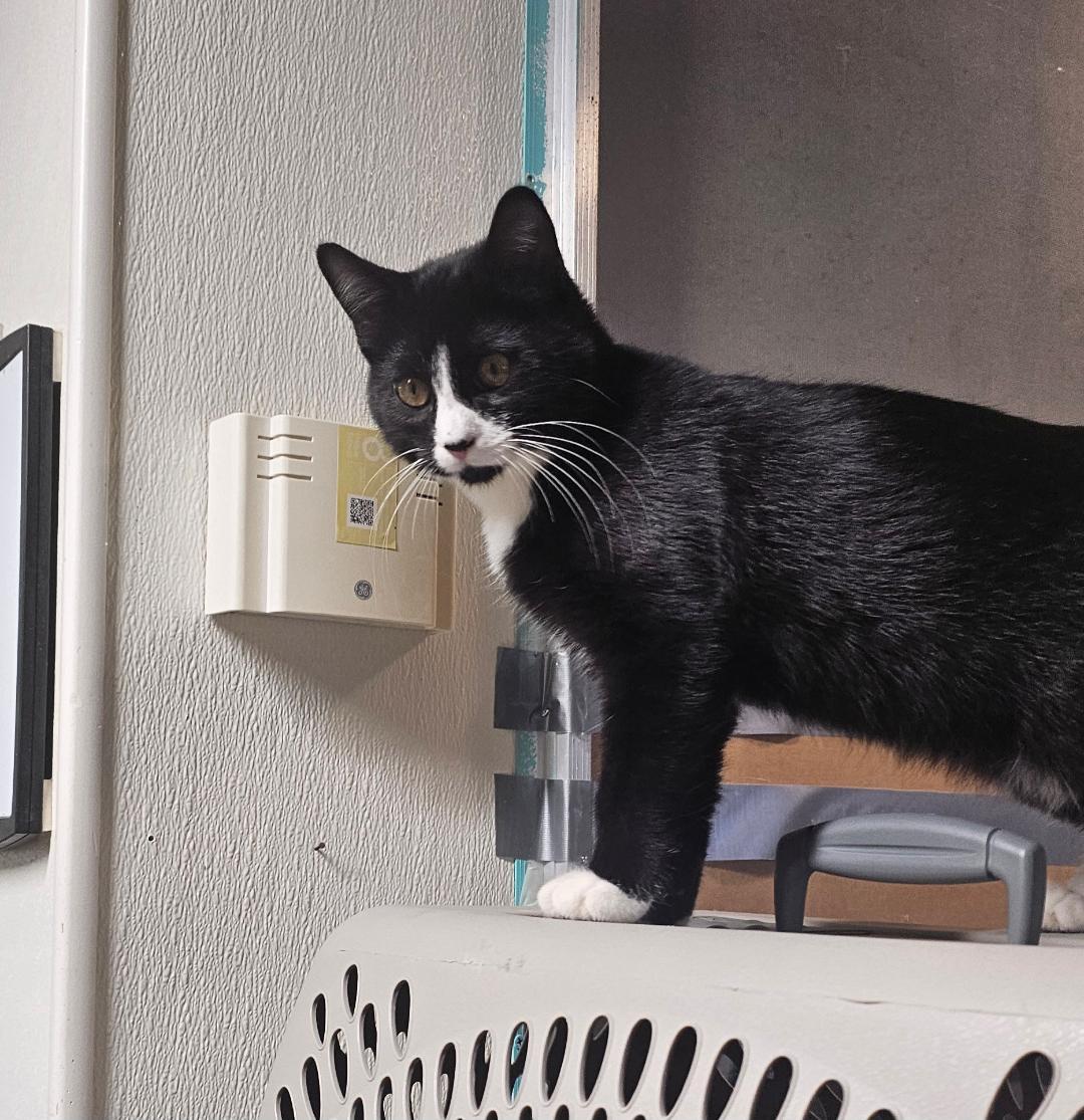 Enlarge TIPPY, a Adoptable Domestic Short Hair in Du Quoin, IL image 2/3