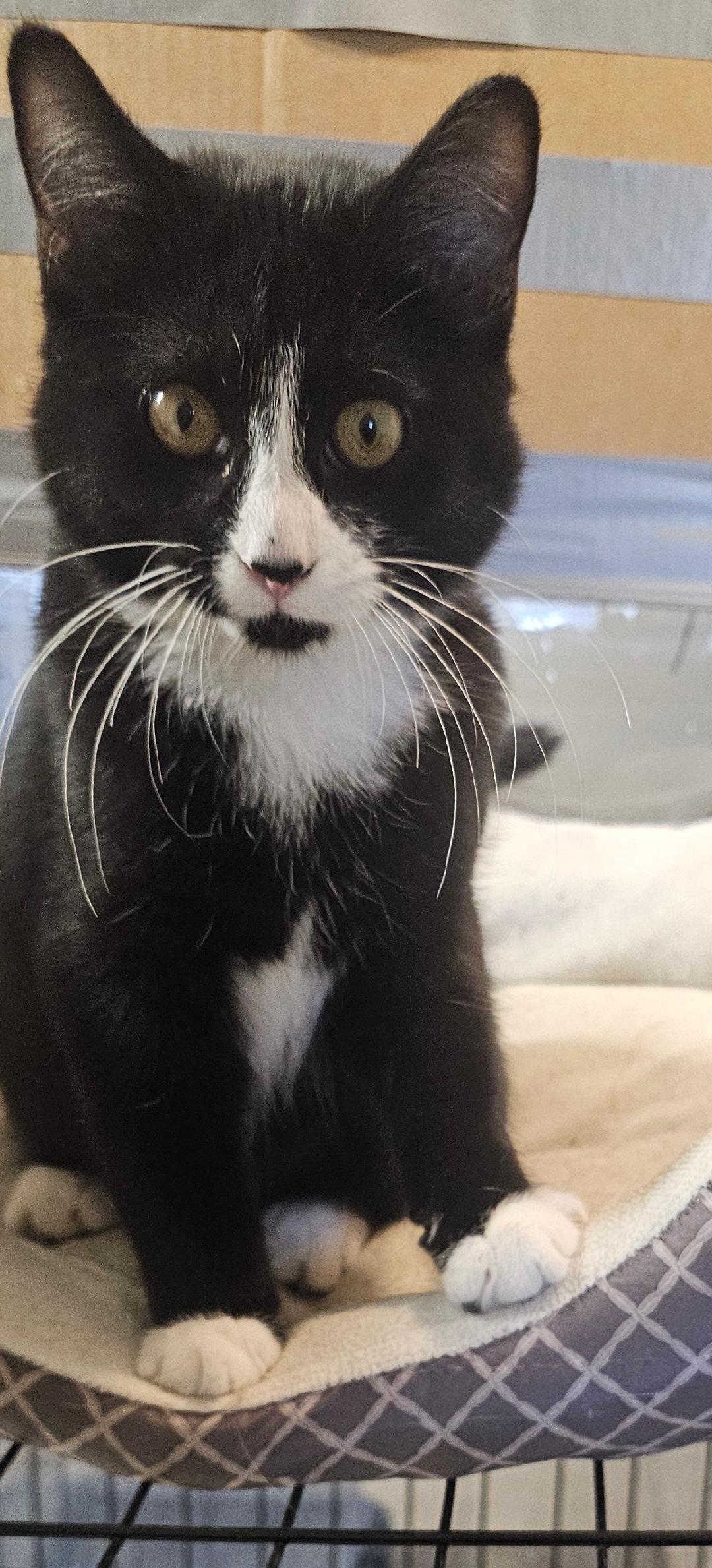 Enlarge TIPPY, a Adoptable Domestic Short Hair in Du Quoin, IL image 3/3