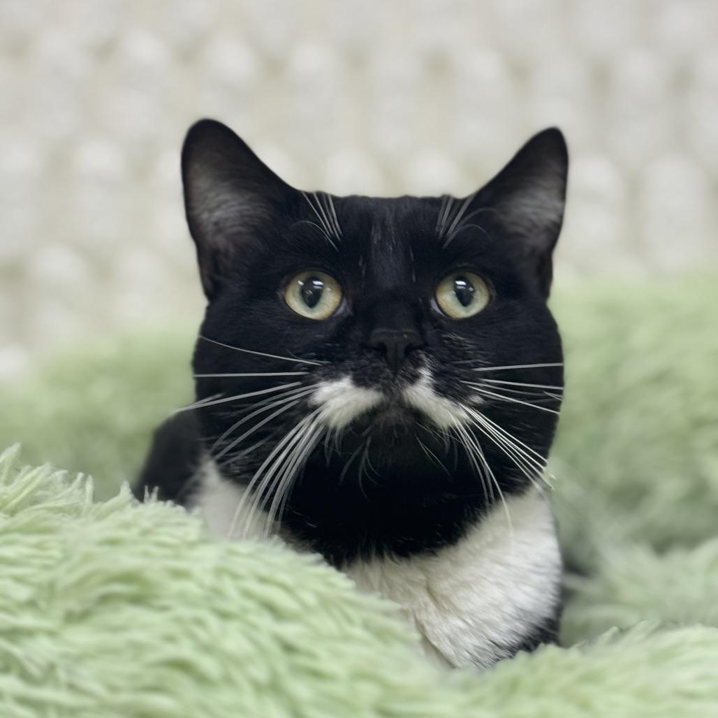 Mr. Monopoly — thumbnail 2