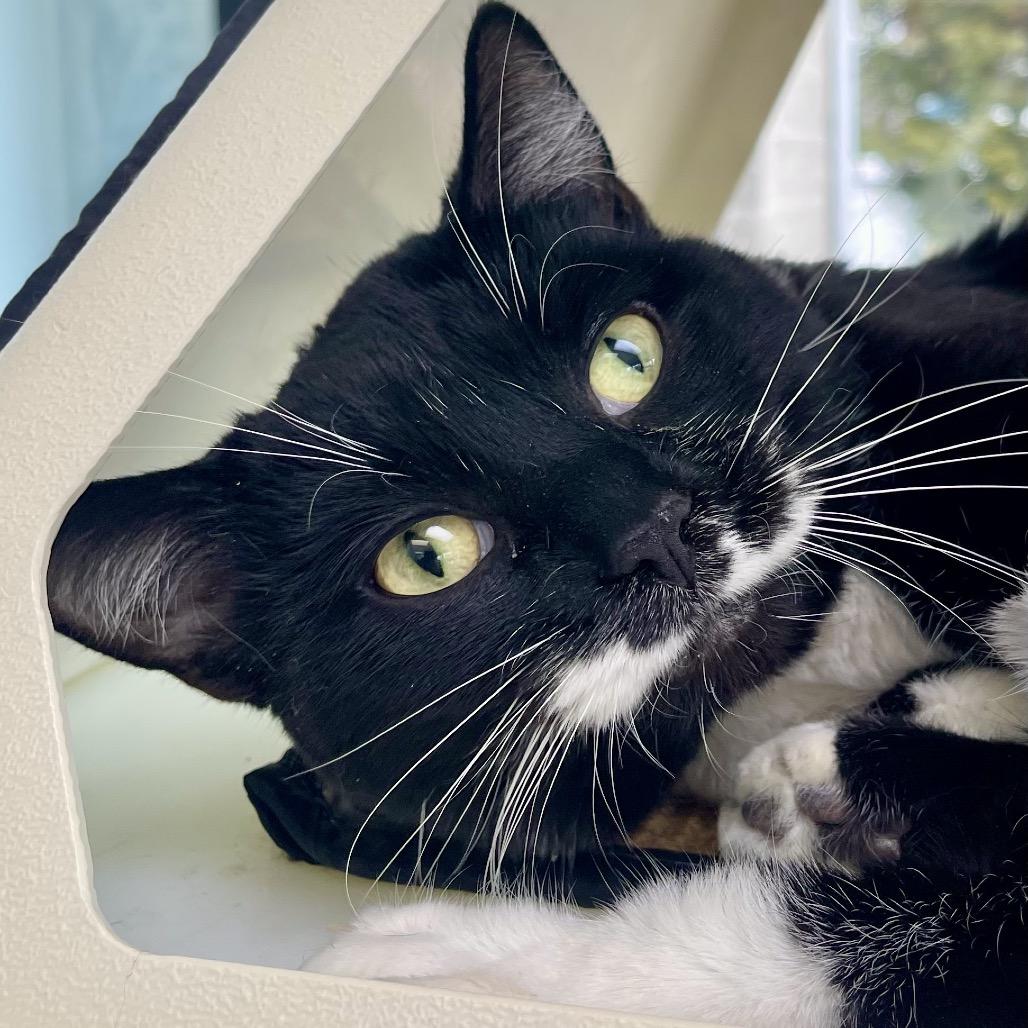 Mr. Monopoly — thumbnail 5