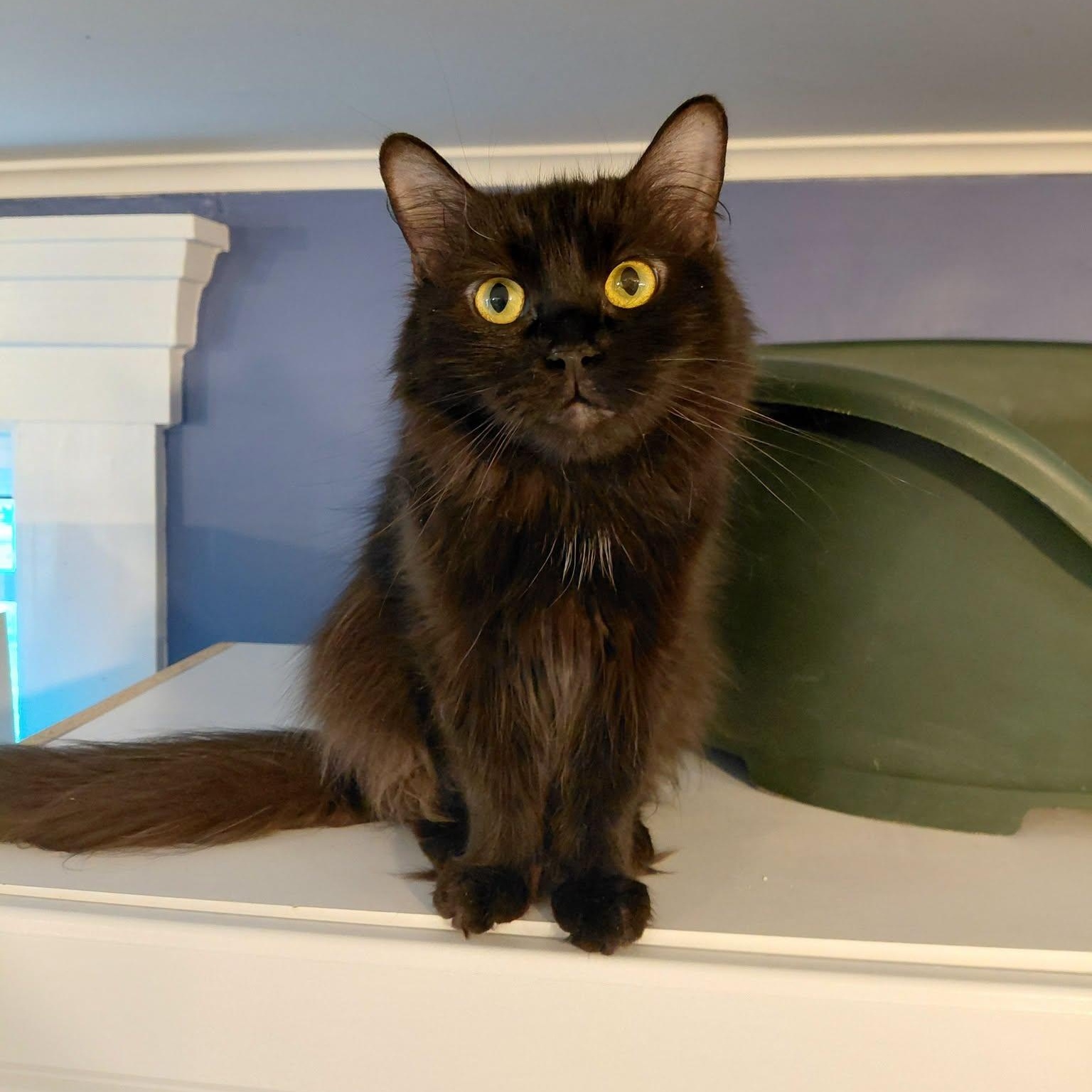 Honeybee, ADOPTABLE, Adult Female Domestic Long Hair.
