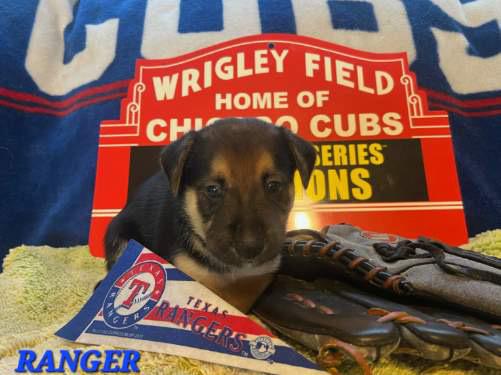 Tarasov / Ranger, Adopted, Puppy Male Labrador Retriever.