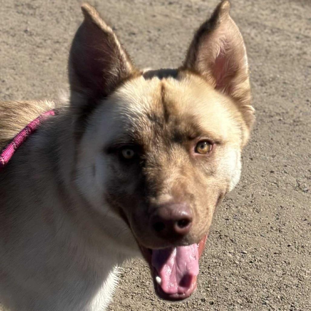 Ronan, Adoptable, Adult Male Husky & Mixed Breed.