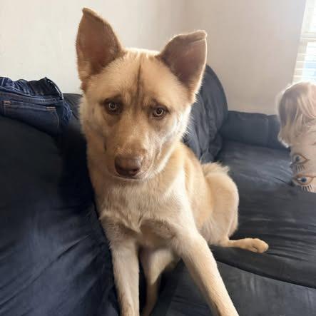 Ronan, a Adoptable mixed breed in Metamora, MI image 2/6