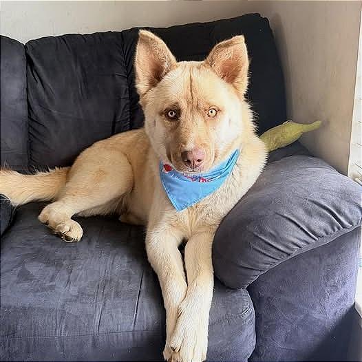 Ronan, a Adoptable mixed breed in Metamora, MI image 3/6