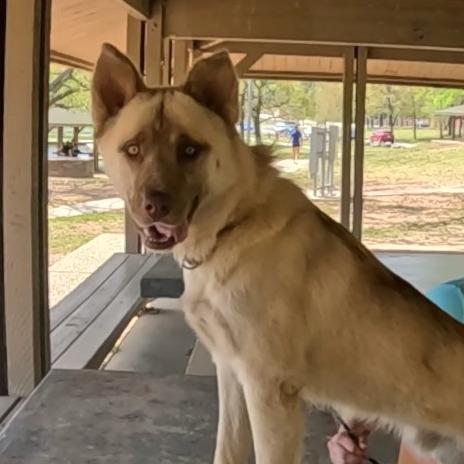 Ronan, a Adoptable mixed breed in Metamora, MI image 4/6