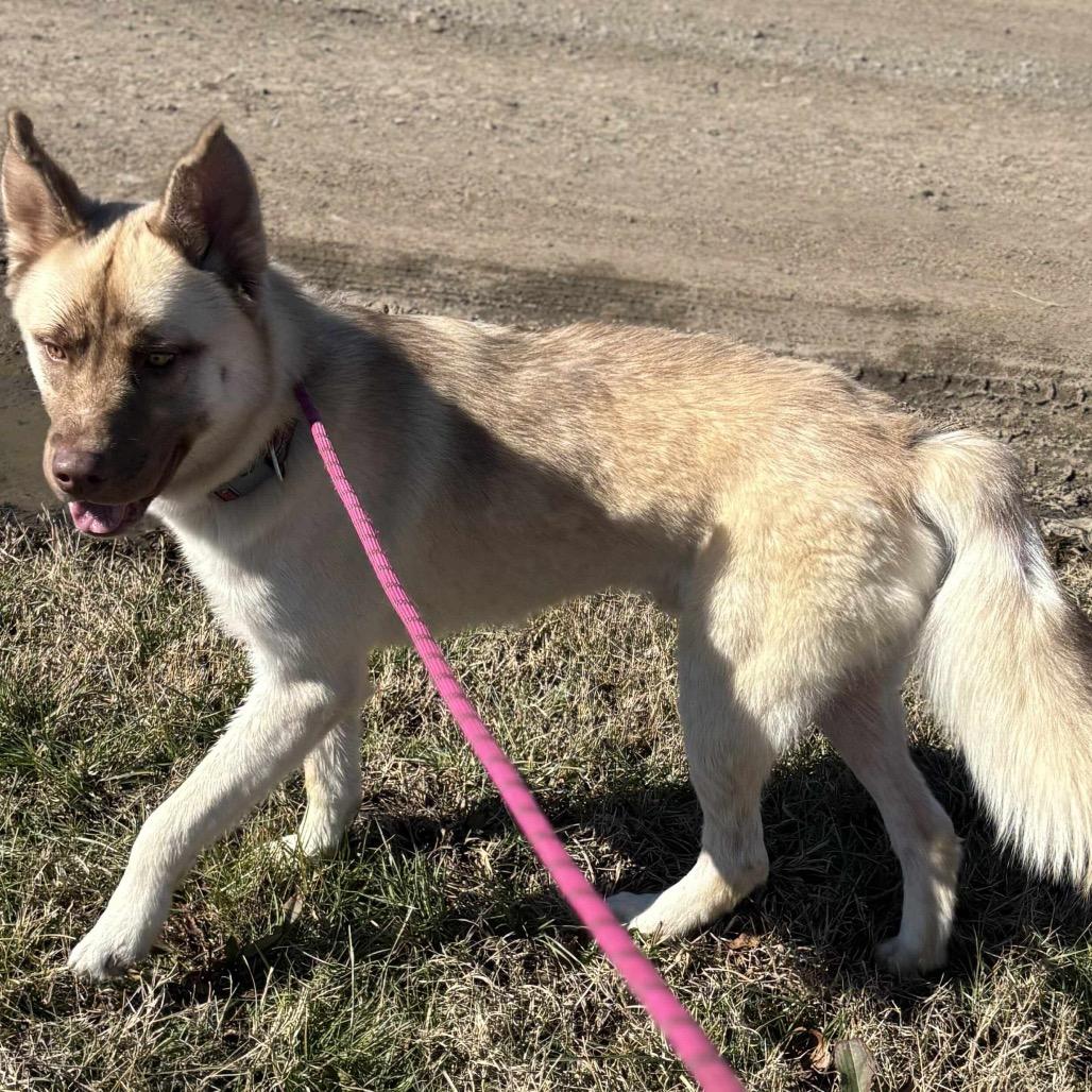 Ronan, a Adoptable mixed breed in Metamora, MI image 5/6