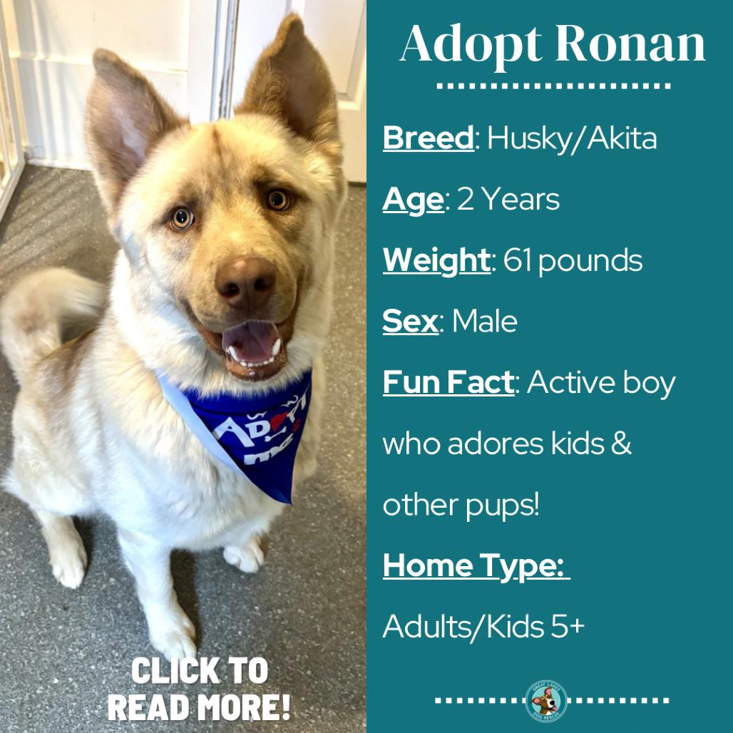 Ronan, a Adoptable mixed breed in Metamora, MI image 6/6