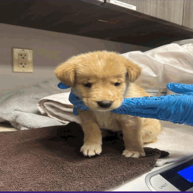 Buck, Adoptable, Puppy Male Labrador Retriever.