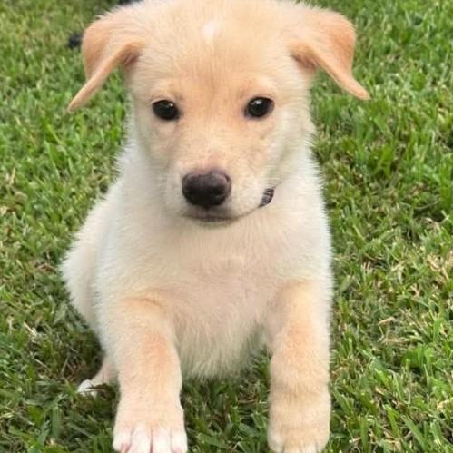 Enlarge Buck, a Adoptable Labrador Retriever in Montgomery, TX image 2/2