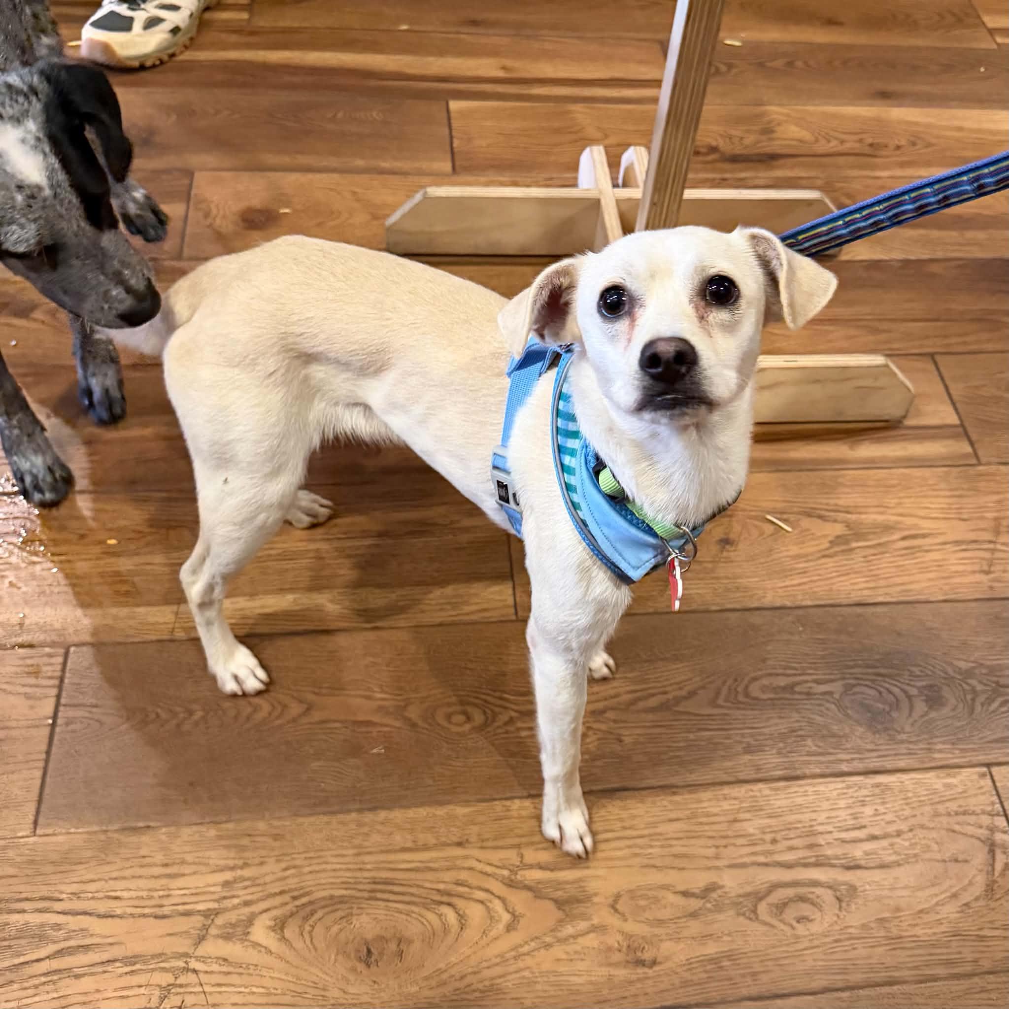 Enlarge Sage, a Adoptable mixed breed in Boulder, CO image 1/2