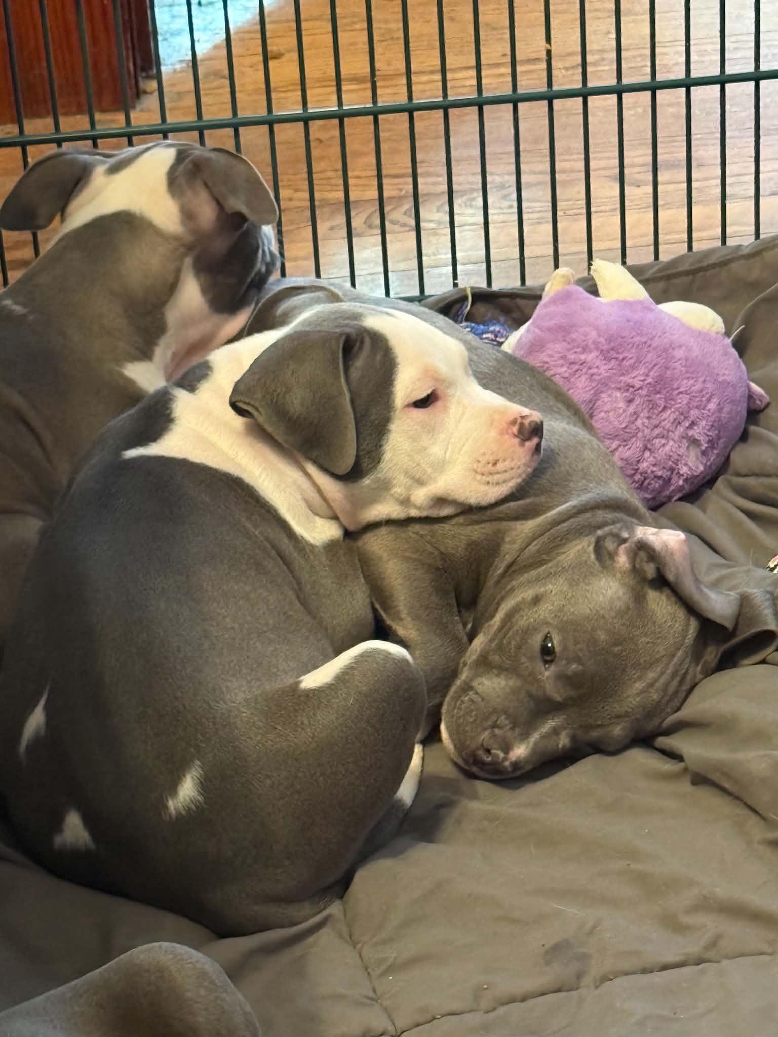 Enlarge Chunkerbutt, a Adopted Pit Bull Terrier in Cedar Rapids, IA image 6/6