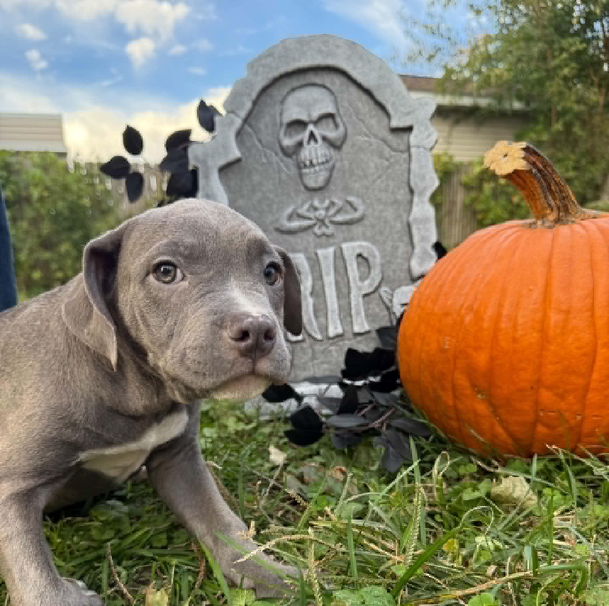 Enlarge Chunkerbutt, a Adopted Pit Bull Terrier in Cedar Rapids, IA image 1/6