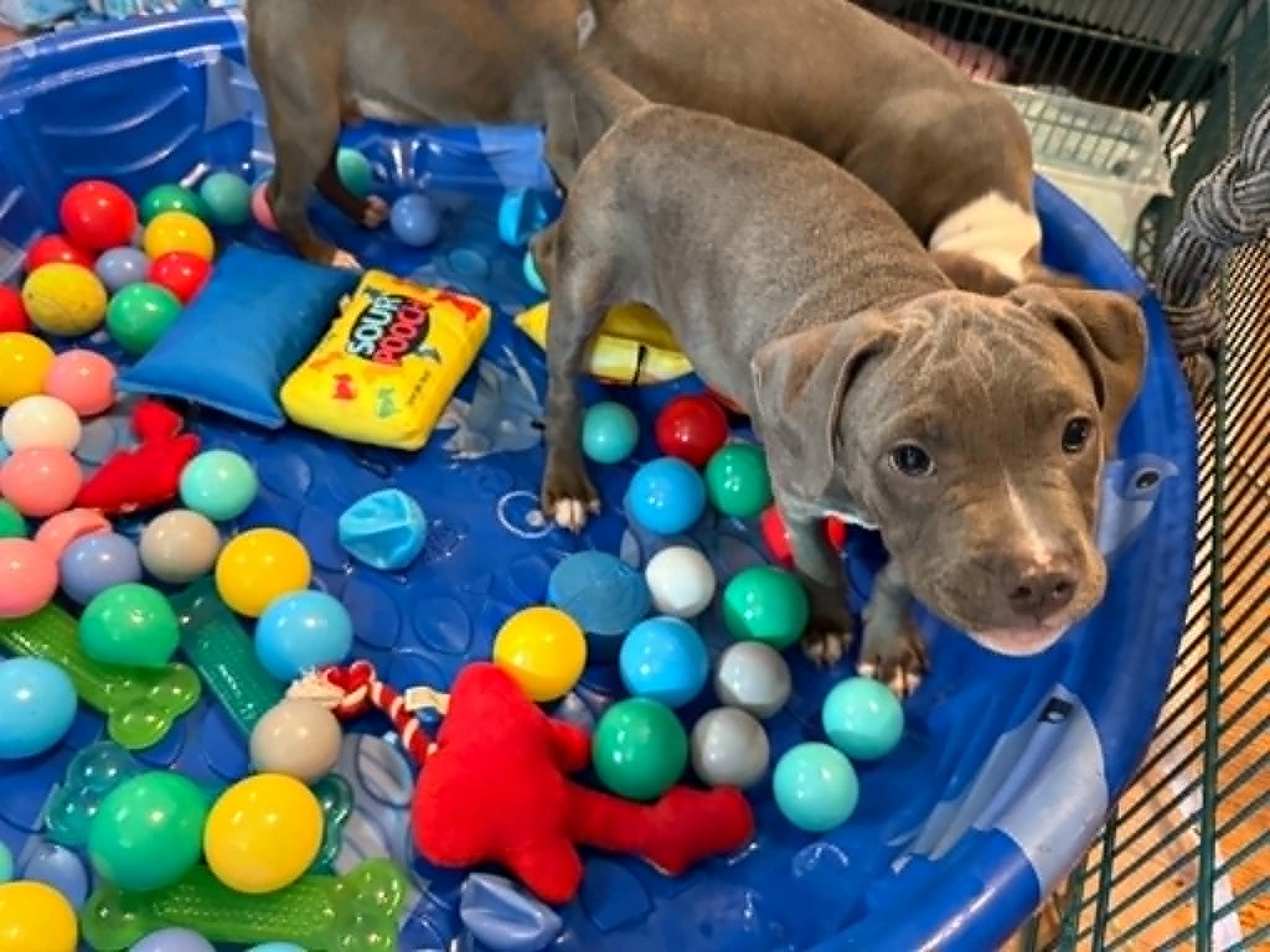 Enlarge Chunkerbutt, a Adopted Pit Bull Terrier in Cedar Rapids, IA image 2/6