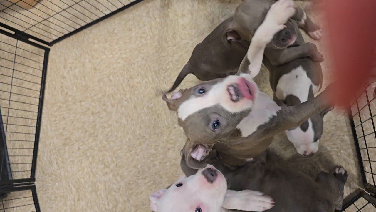 Enlarge Chunkerbutt, a Adopted Pit Bull Terrier in Cedar Rapids, IA video 4/6