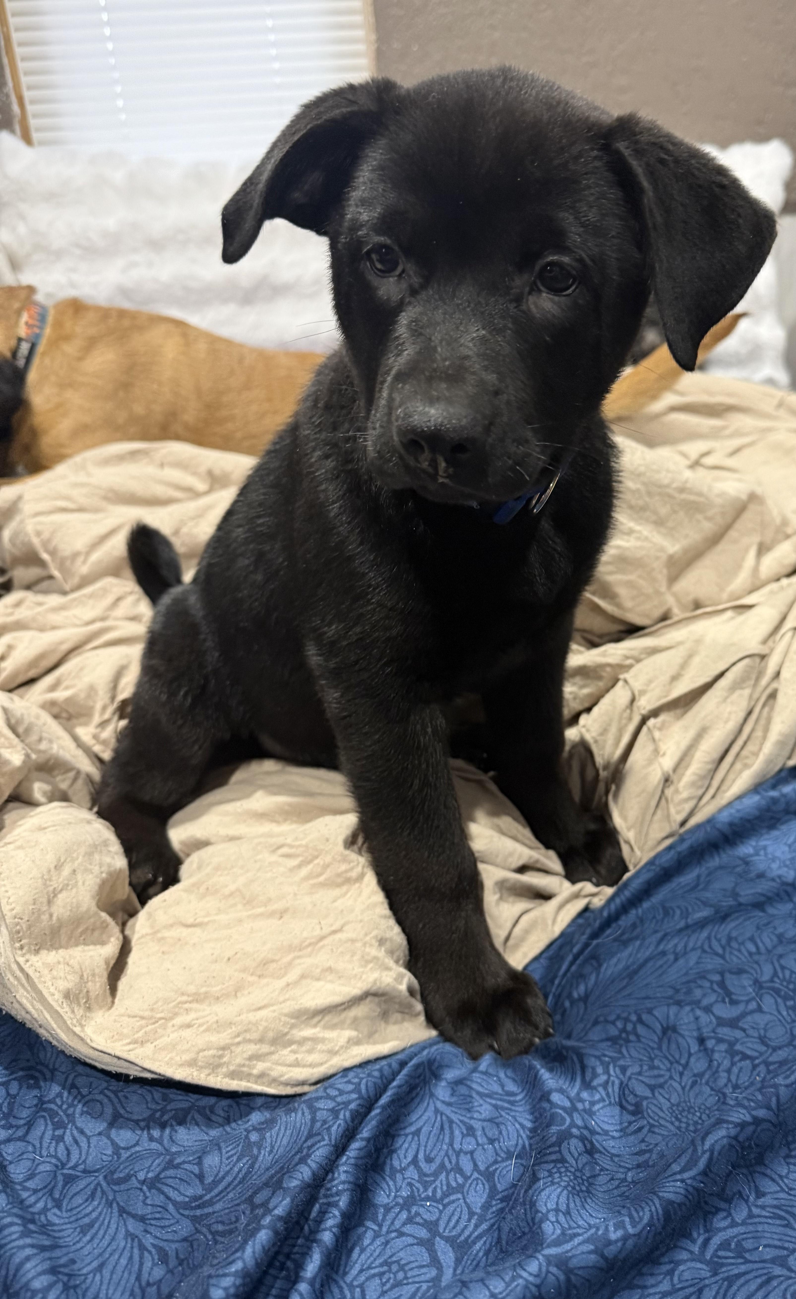 Enlarge Tibbit, an adopted mixed breed in Sioux Falls, SD image 2/4