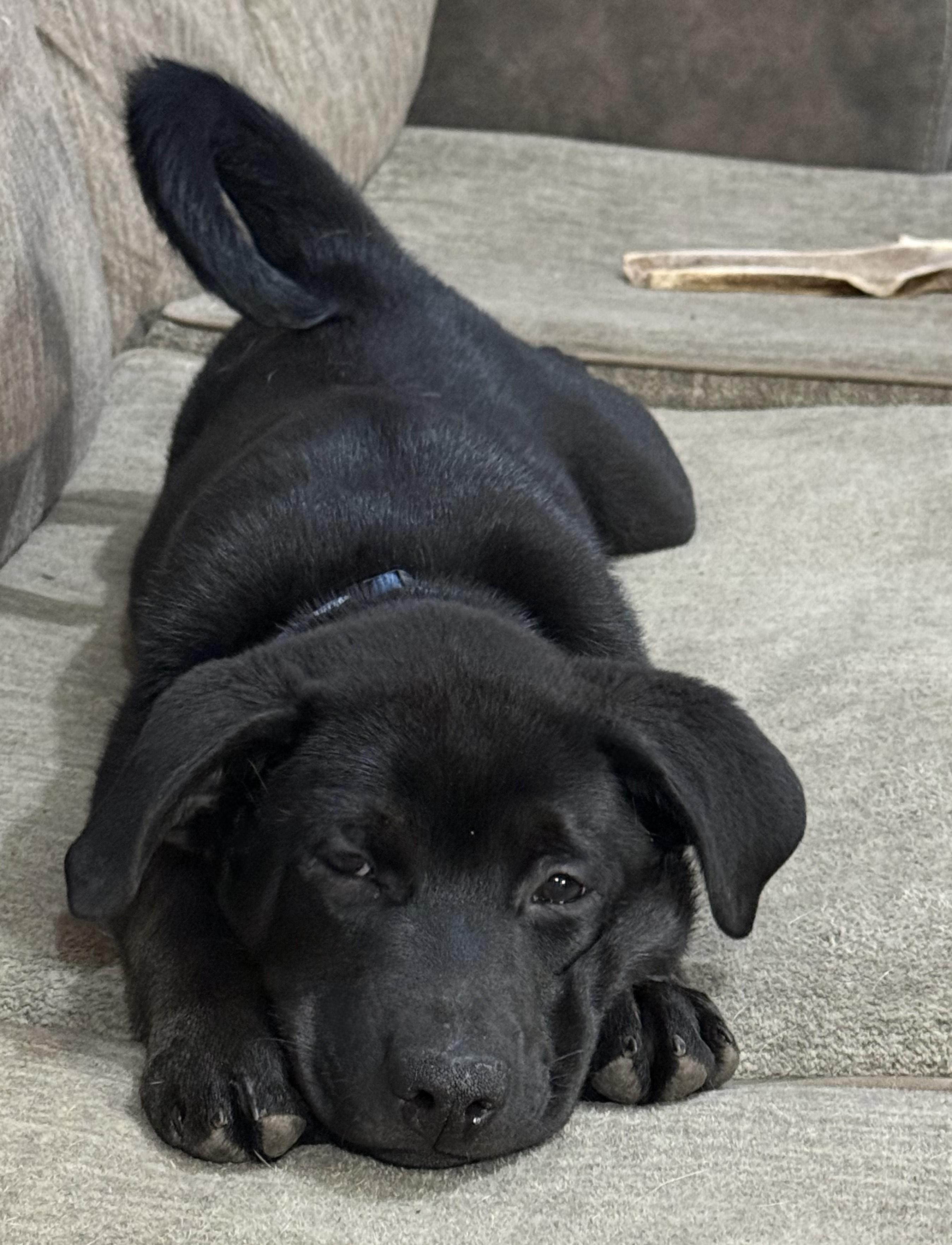 Enlarge Tibbit, an adopted mixed breed in Sioux Falls, SD image 4/4