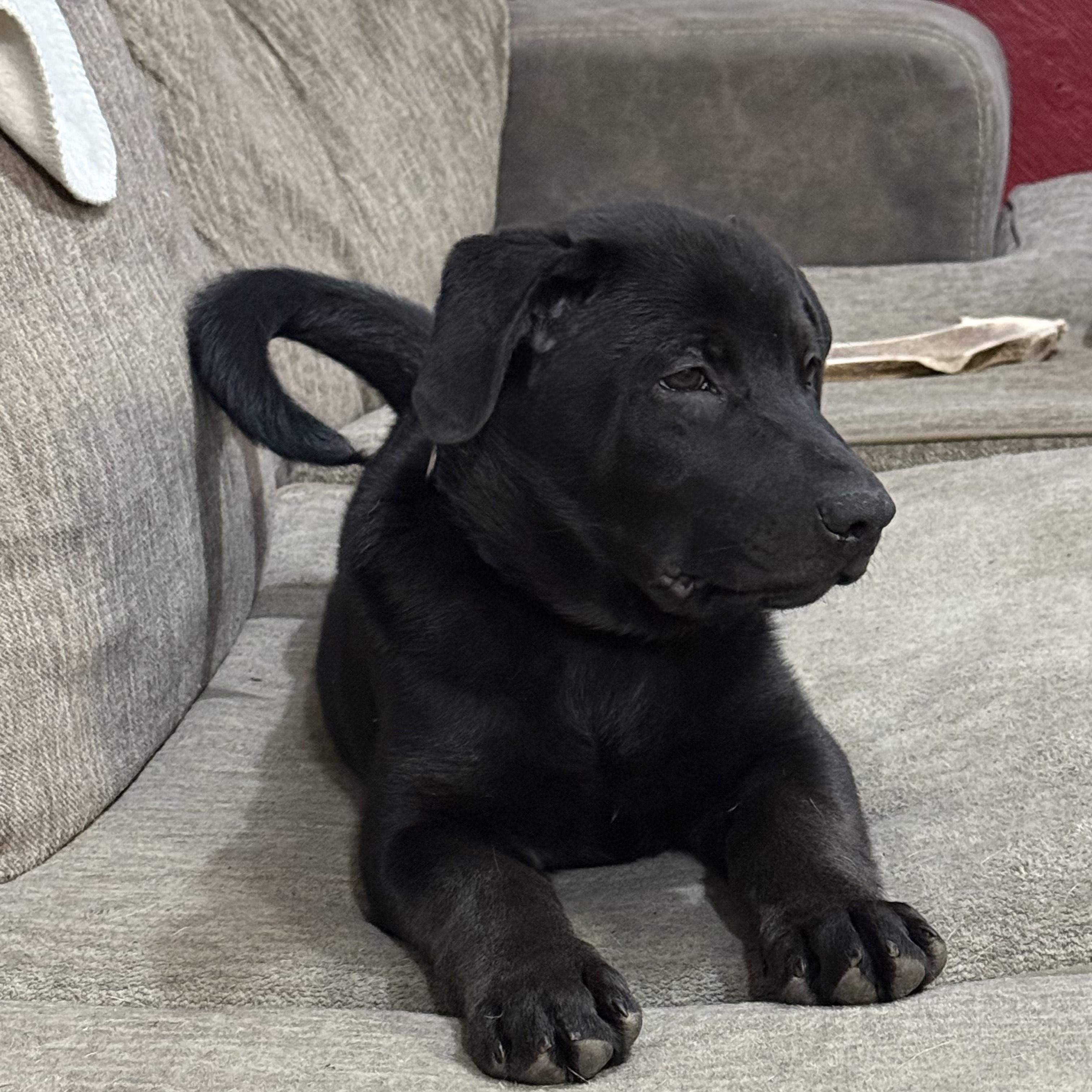 Tibbit, adopted, Puppy Male Mixed Breed.