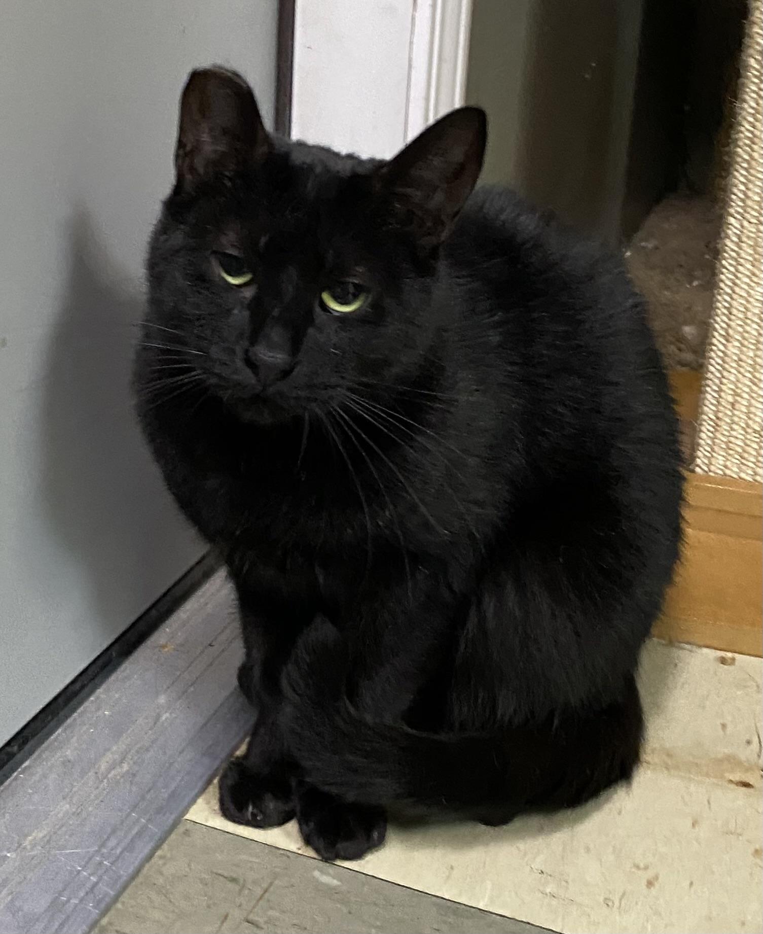 The Void (semi-feral), a Adoptable Domestic Short Hair in Los Angeles, CA image 1/3