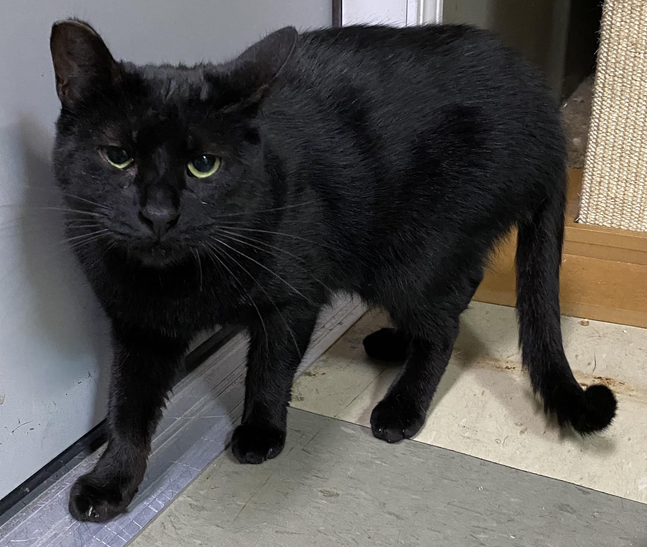 The Void (semi-feral), a Adoptable Domestic Short Hair in Los Angeles, CA image 2/3