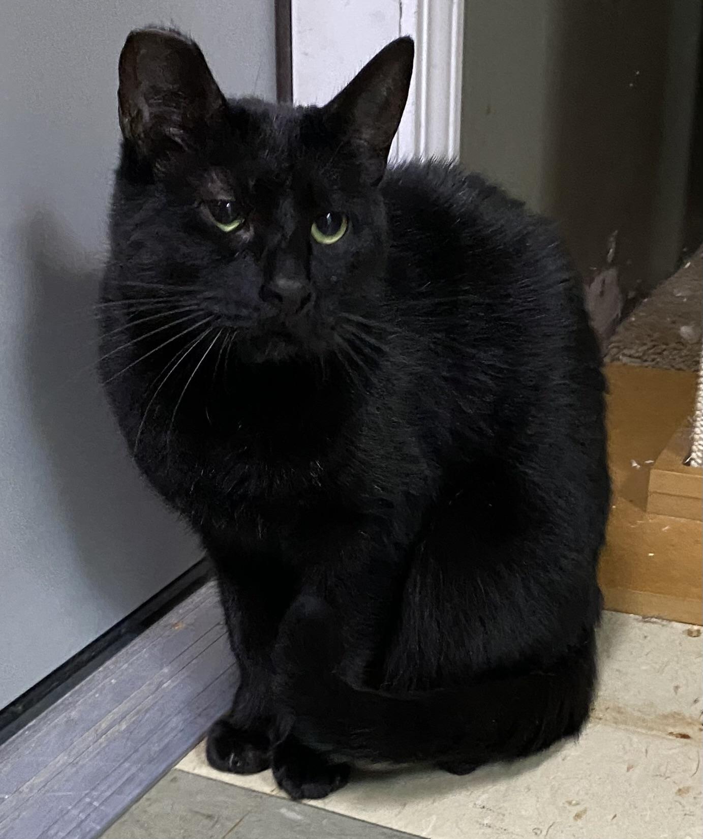 The Void (semi-feral), a Adoptable Domestic Short Hair in Los Angeles, CA image 3/3