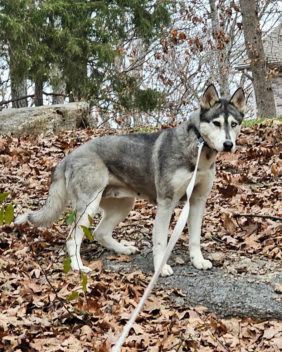 Nanuk, Adoptable, Adult Female Siberian Husky.