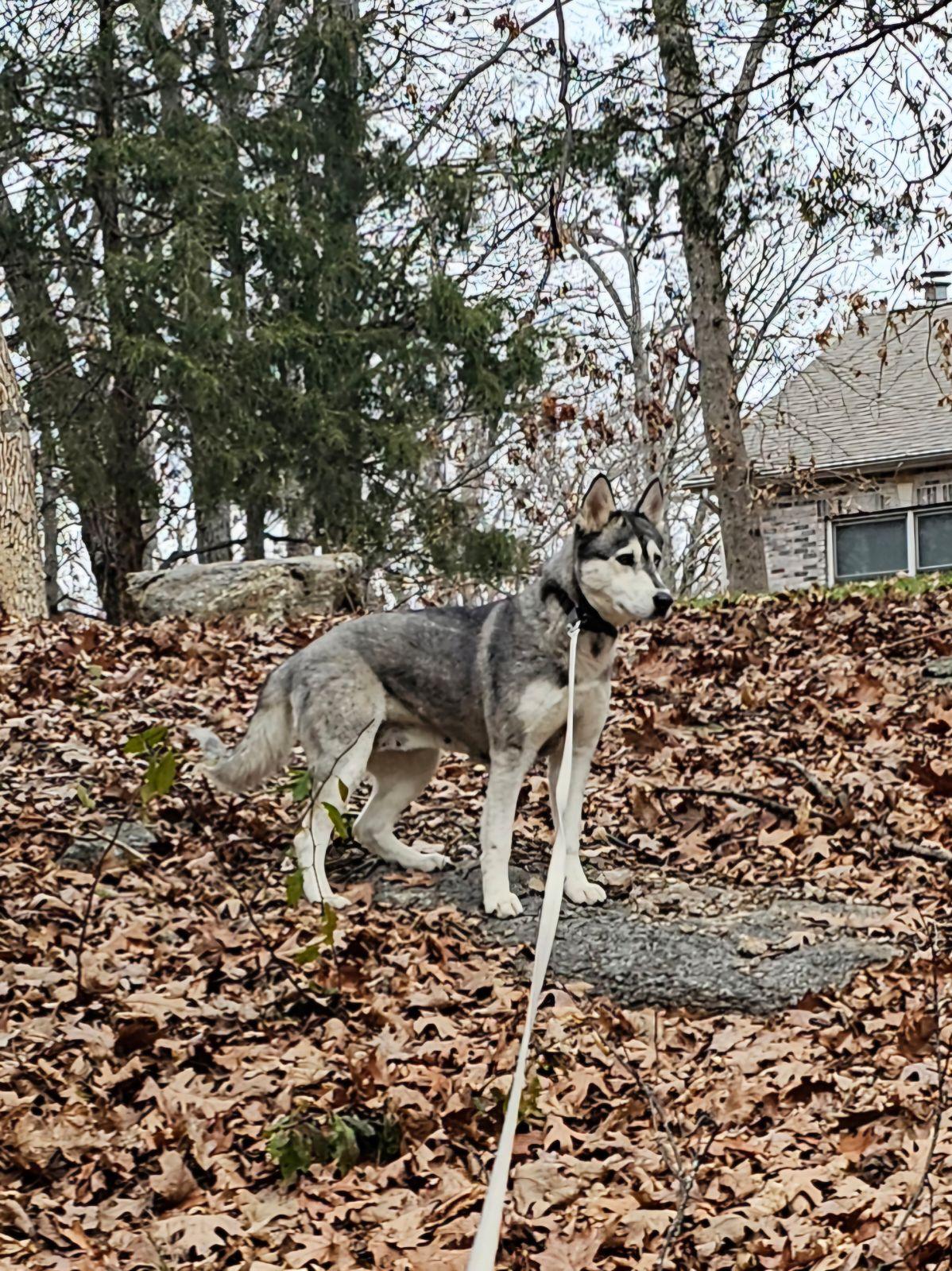Nanuk, a Adoptable Siberian Husky in Washington, MO image 2/2