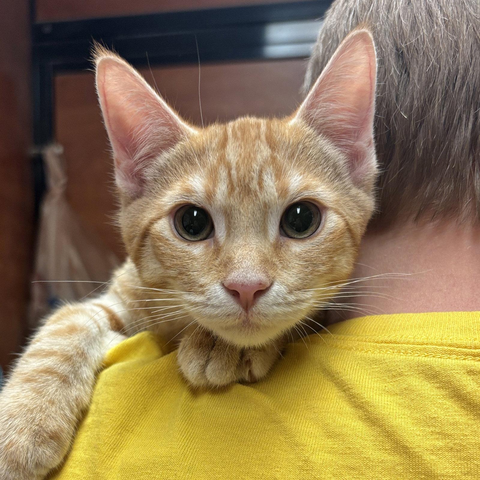 Fox, Adopted, Kitten Male Domestic Short Hair.