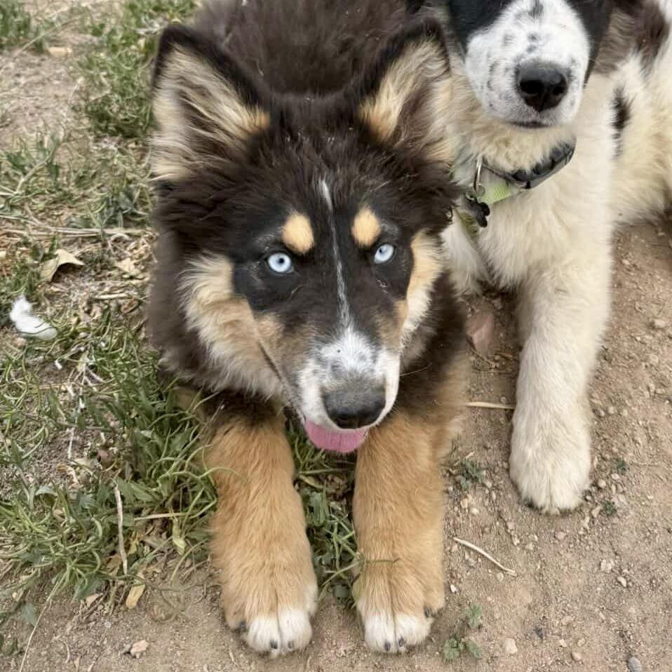 Jessie, Adoptable, Puppy Female Great Pyrenees.
