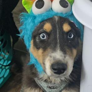 Enlarge Jessie, a Adoptable mixed breed in Fort Collins, CO image 2/6