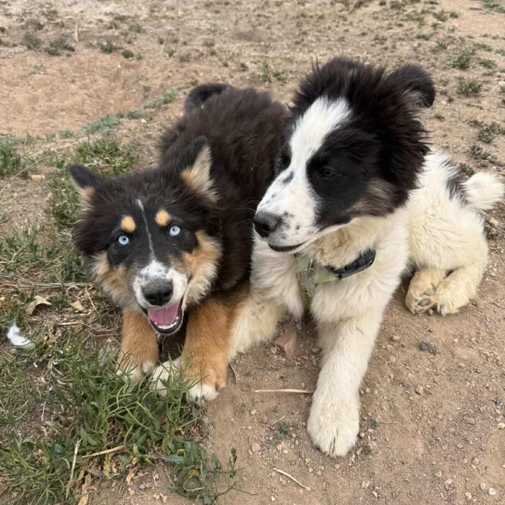 Enlarge Jessie, a Adoptable mixed breed in Fort Collins, CO image 3/6