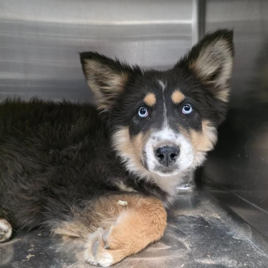 Enlarge Jessie, a Adoptable mixed breed in Fort Collins, CO image 4/6